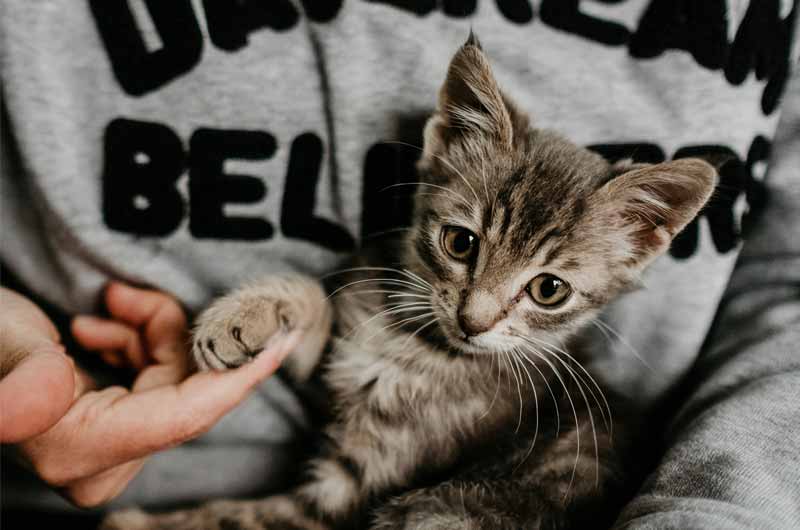 Bestes Katzenfutter für Kitten_Jungkatzen